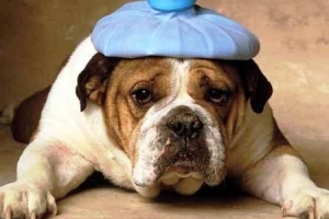 Hoe weet ik of mijn hond parasieten heeft?