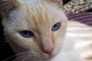 Hoe kan ik voorkomen dat mijn kat zoveel verhaart?