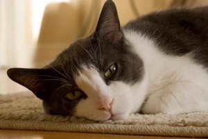 Hoe weet ik of mijn kat koorts heeft?