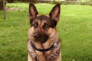 Hoe weet ik of mijn hond hondsdolheid heeft?