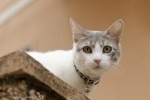 Hoe voorkom ik dat mijn kat me bijt?