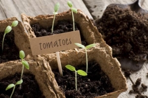 Hoe maken planten hun eigen voedsel?