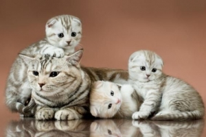 Hoeveel kittens kan een kat baren?