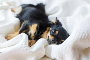 Hoeveel puppy's kan een chihuahua hebben??