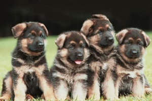 Hoeveel puppy's kan een duitse herder in één nest hebben?