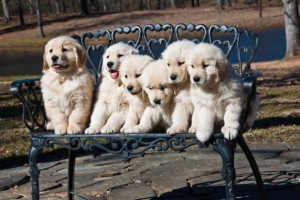 Hoeveel puppy's kan een golden retriever hebben??