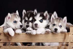 Hoeveel puppy's kan een husky hebben??