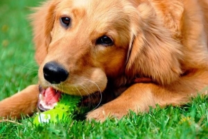 Hoeveel beweging heeft een hond nodig?