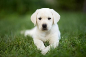 Hoeveel moet mijn labrador puppy eten??