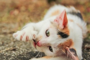 Hoe vaak moet je de klauwen van je kat knippen?