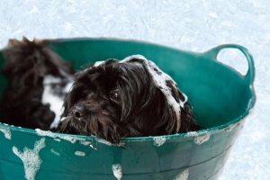 Hoe een hond te wassen die water haat?