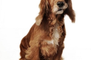 Hoe een hond te wassen zonder water?