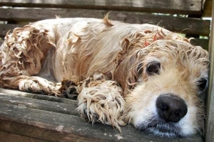 Hoe een puppy voor de eerste keer in bad te doen?