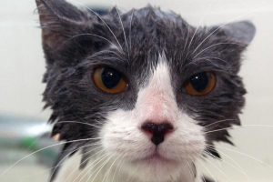 Hoe mijn kat thuis te wassen?