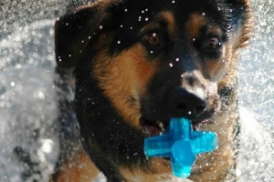Hoe u uw hond thuis kunt wassen?