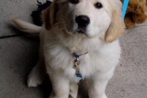 Hoe zorg je voor een golden retriever - van puppy tot volwassenheid