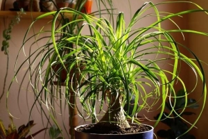 Hoe zorg je voor een paardenstaartpalmplant?