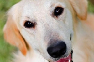 Stap voor stap voor een zwangere hond zorgen?