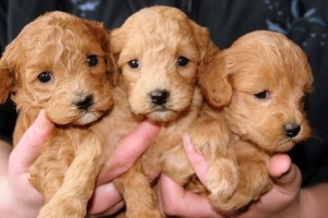 Hoe kies je een hond uit een nest?