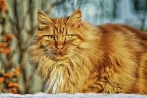 Hoe kies ik de beste borstel voor mijn kat?