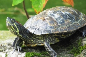 Hoe maak je een huisdierenschildpad schoon?