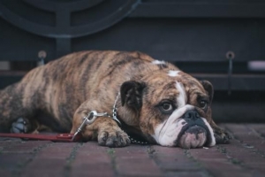 Hoe u uw huis schoonmaakt om van parvo . Af te komen
