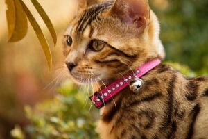 Hoe een kat thuis te ontwormen?