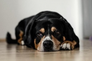 Hoe een oude hond te voeren?