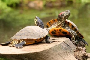 Hoe moerasschildpadden te voeren als ze geen in de winkel gekocht voedsel willen eten?