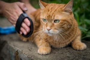Hoe het vertrouwen van een kat te winnen?