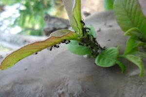 Hoe zich te ontdoen van mieren op natuurlijke wijze met azijn?
