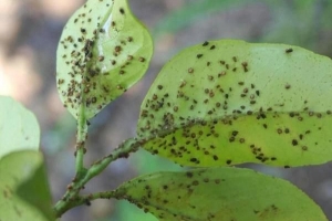 Hoe zich te ontdoen van bladluizen op natuurlijke wijze?