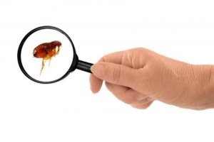 Hoe zich te ontdoen van vlooien in uw huis?