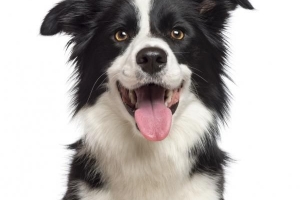 Hoe zich te ontdoen van de slechte adem van mijn hond