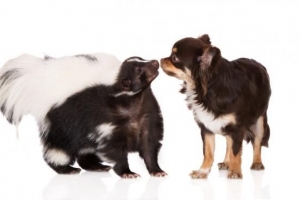 Hoe zich te ontdoen van stinkdiergeur op mijn hond