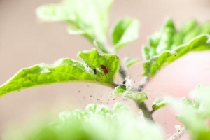 Hoe zich te ontdoen van spintmijten op planten