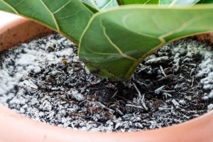 Hoe zich te ontdoen van witte schimmel op plantengrond?