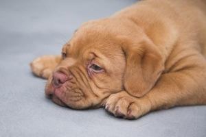 Hoe geef ik mijn hond siroop?