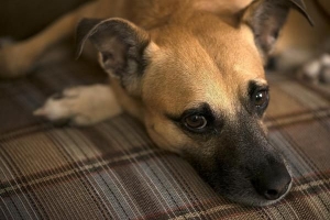 Hoe een angstige hond te helpen vertrouwen te krijgen?
