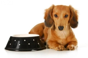 Hoe kan ik mijn hond helpen aankomen?