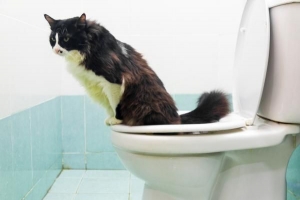 Hoe voorkom je dat je kat in huis plast?
