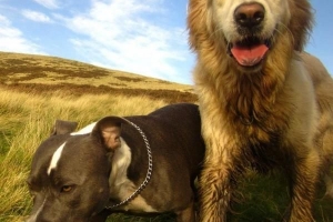 Hoe u uw hond goed kunt laten ruiken
