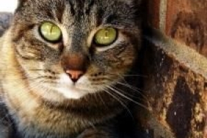 Hoe te weten of een kat krols is?