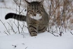 Hoe weet ik of mijn kat het koud heeft?