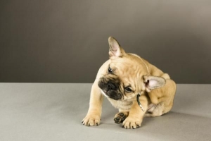 Hoe weet ik of mijn hond een vlooienallergie heeft?
