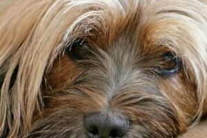 Hoe weet ik of mijn hond depressief is?