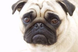 Hoe weet ik of mijn hond parvovirus heeft?