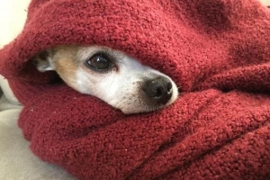 Hoe weet ik of mijn hond het koud heeft?