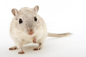Hoe weet ik of mijn hamster mijten heeft en wat ik eraan kan doen?