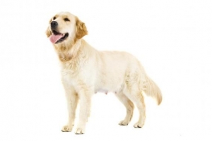 Hoe weet u of uw hond een miskraam heeft gehad?